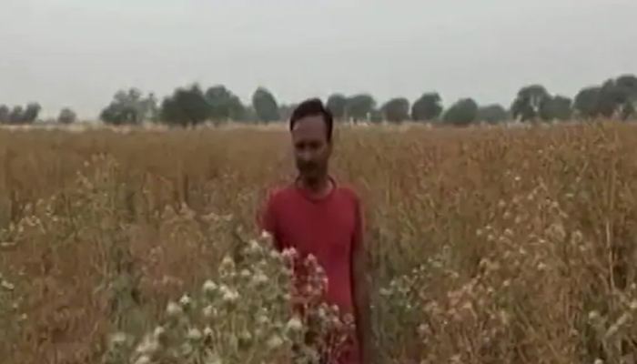 बुंदेलखंड: बंजर जमीन पर किसानों ने की इस फसल की खेती, पढ़ आप भी रह जाएंगे दंग