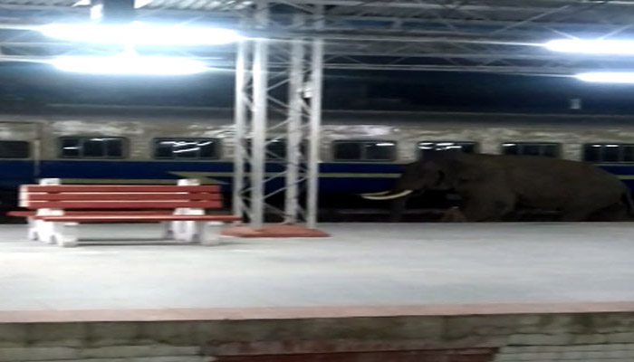 जब  रेलवे स्टेशन पर पहुंच गया मदमस्त हाथी, लोगों के उड़ गए होश, देखें वीडियो