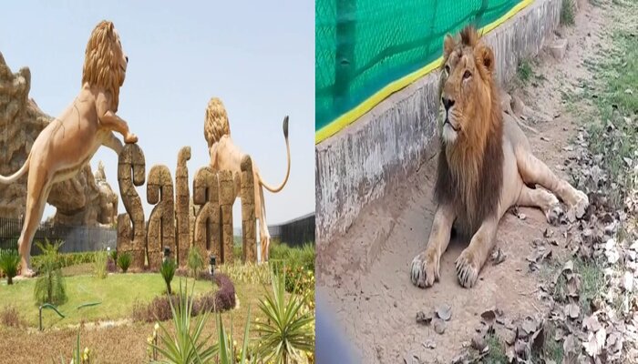 इटावा: सफारी पार्क में खुले में घूमेंगे शेर, पर्यटक बंद गाड़ियों में करेंगे शेरों का दीदार