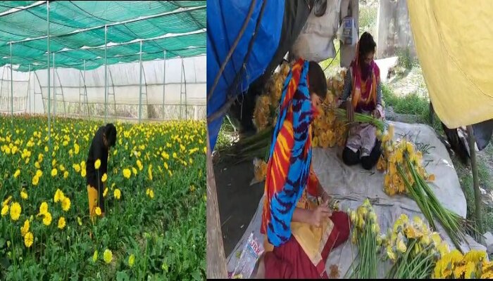 सहारनपुर: किसानों को रुला रहा जरबेरा फूल, खेती करना पड़ा महंगा, नहीं हो रही बिक्री