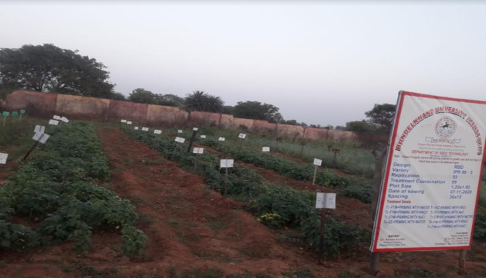 बुंदेलखंड: किसानों के लिए लाभदायक सिद्ध सकता है लाल राजमा का उत्पादन