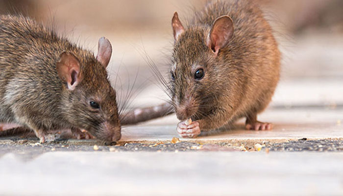 ऑस्ट्रेलिया में चूहों का आतंक: लोगों को करना पड़ रहा ये काम, जानकर उड़ जाएंगे होश