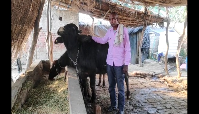 किसान की अजीब मांग: शामली में भैंसा चोरी पर बवाल, अब हो डीएनए टेस्ट