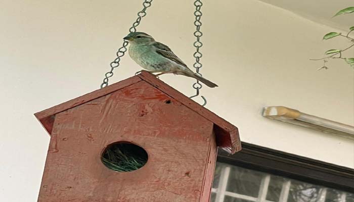 गौरैया दिवस: इसलिए अंग्रेजी में कहा जाता ‘House Sparrow’