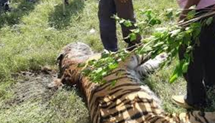 लखीमपुर खीरी: दो साल में चार बाघों की मौत, पोस्टमार्टम में चौंकाने वाला खुलासा