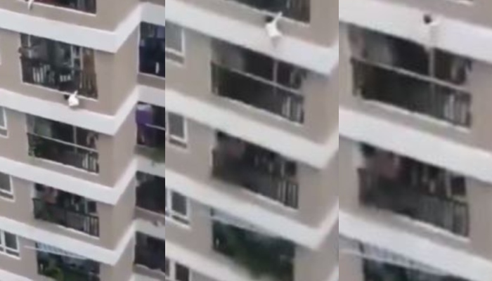 12वीं मंजिल से गिरी बच्ची को बचाने पहुंचा स्पाइडर मैन, वीडियो देख थम जाएंगी सांसे